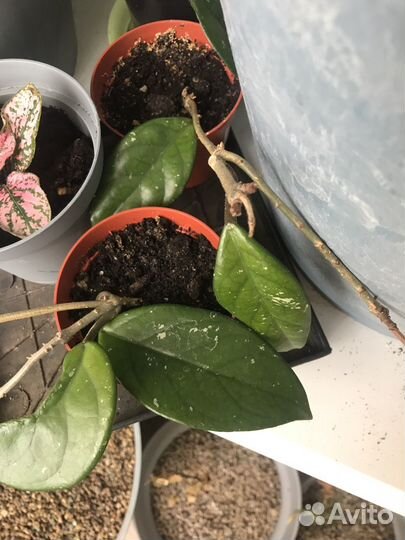 Хойя карноза мясистая