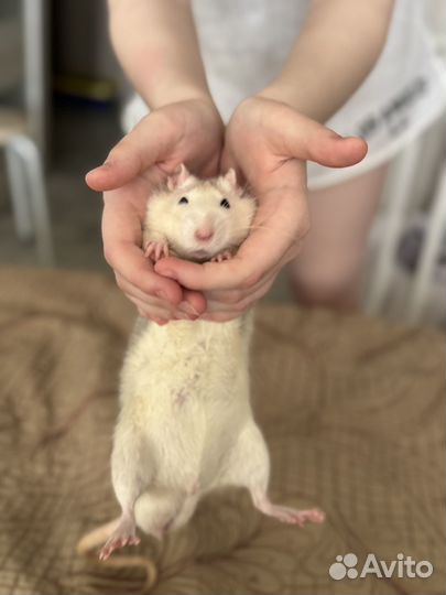 Крыса дамбо с клеткой