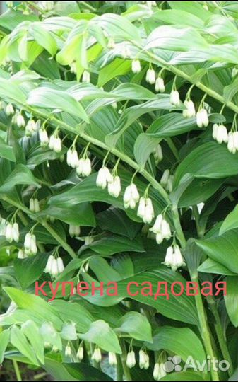 Цветы многолетки