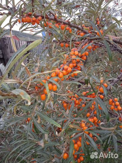 Облепиха саженцы