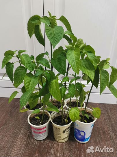 Перецы и баклажаны рассада