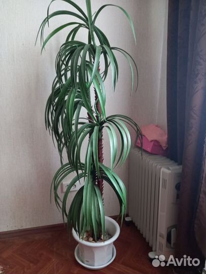 Пальма драцена