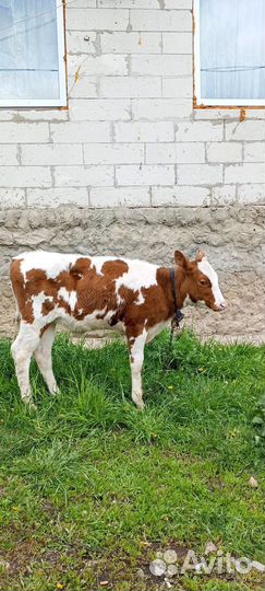 Продаю тёлочку