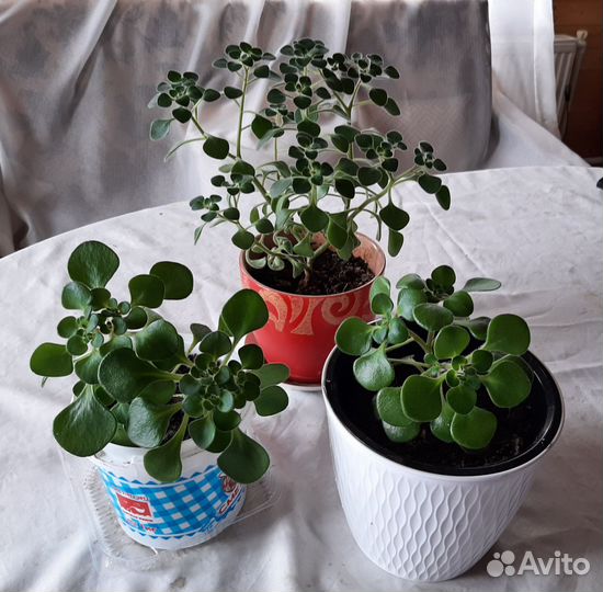 Аихризон дерево любви