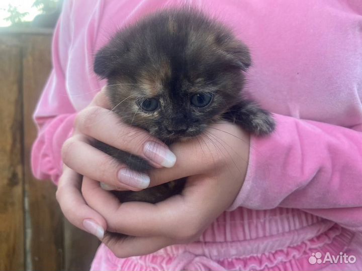 Котята в добрые руки бесплатно