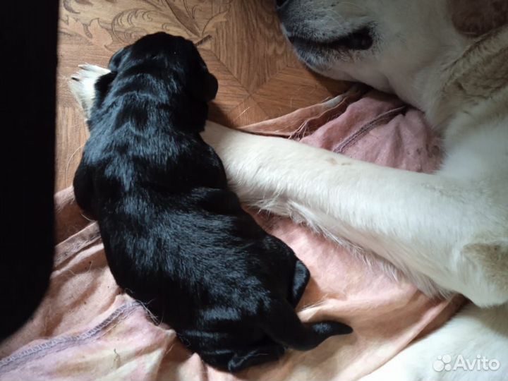 Щенки лабрадоры