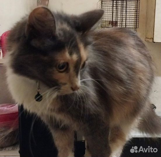 Кошка в дар бесплатно
