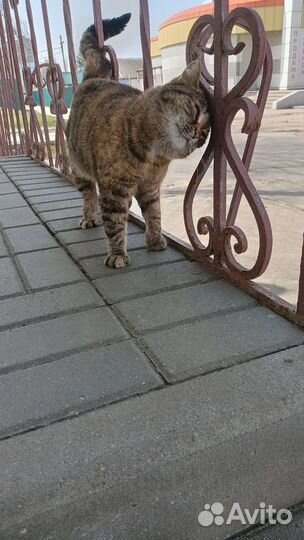 Ласковая кошечка