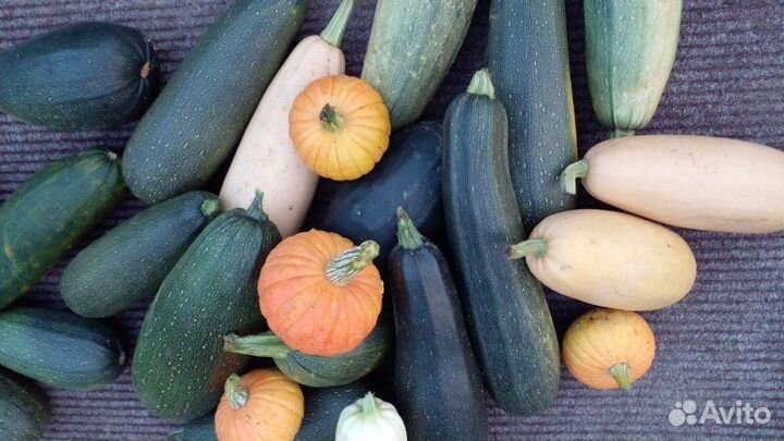 Кабачки. Тыквы со своего огорода