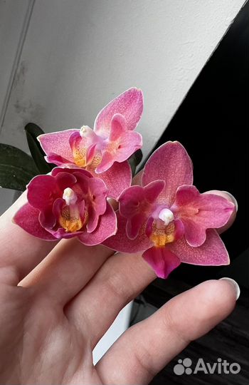 Орхидея фаленопсис пелорик