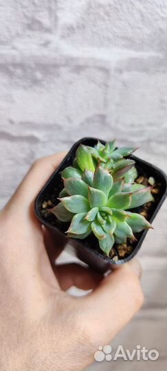 Суккуленты