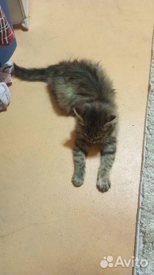 Котенок
