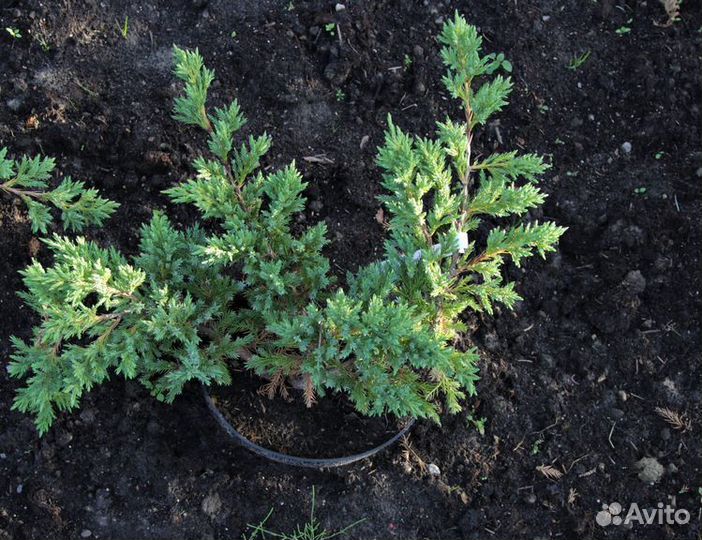 Можжевельник Блю Свид