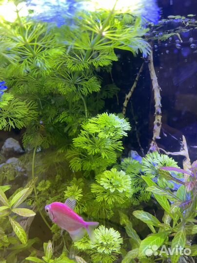 Водоросли для аквариума
