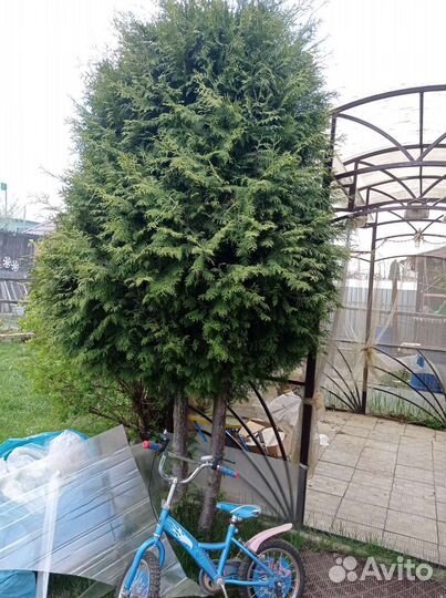 Туя брабант