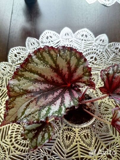 Бегония, хойя