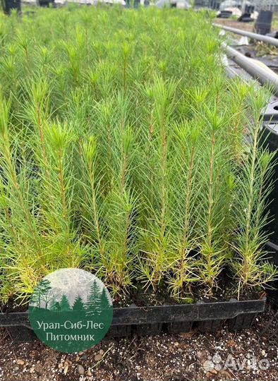 Зкс и окс Сосна Ель Лиственница сеянцы Голуб горн