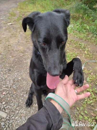 Красавец-пёс из приюта ищет дом