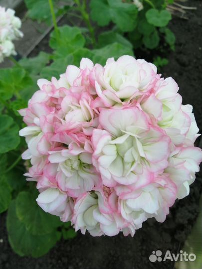 Пеларгония герань сортовые