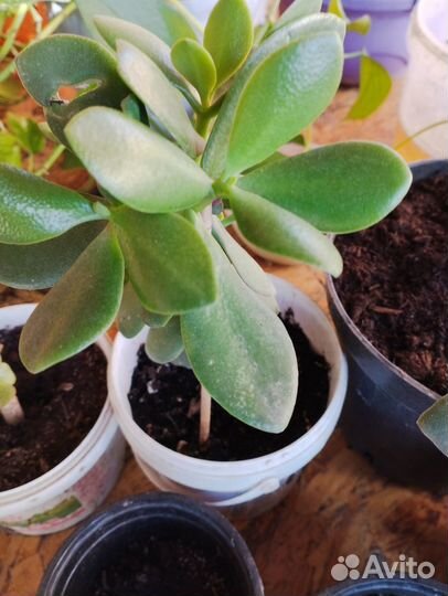 Комнатные растения цветы