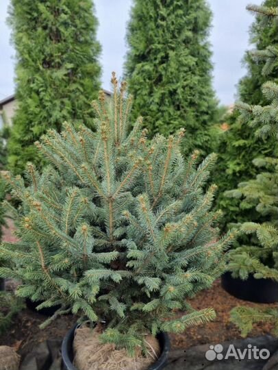 Ель Глаука - большой выбор от 50 см до 3,5 м