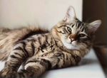 Котёнок - мечта Элвис в добрые руки купить в Домодедово 
