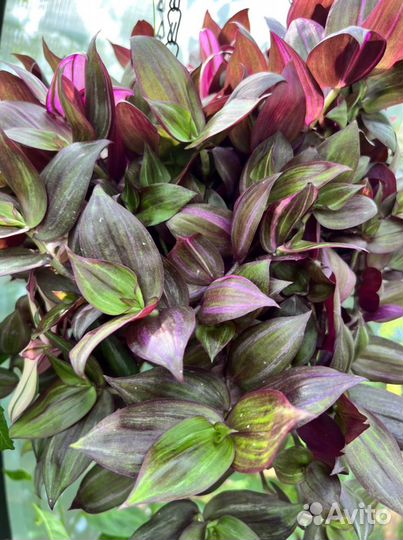 Традесканции сортовые 33 сорта (черенки)