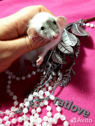 Крысята дамбо редкие маркировки,мальчики