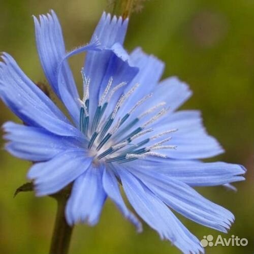 Chicory (Цикорий). Цветы Баха 8