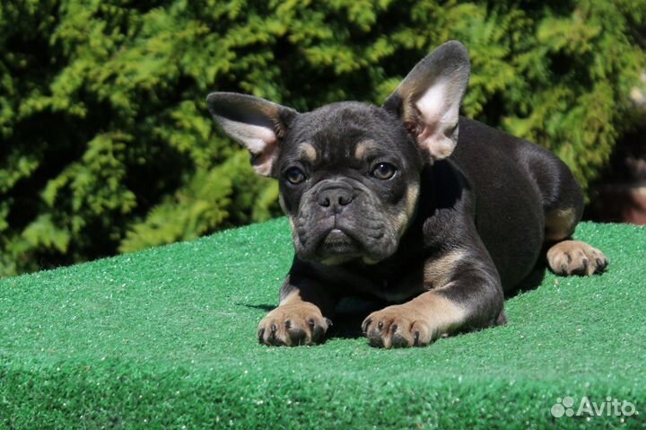 Собака бронь до субботы