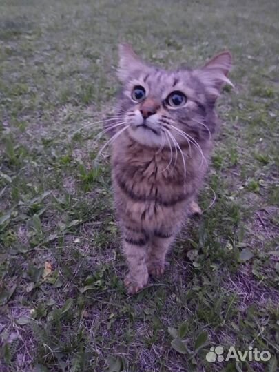 Найдена кошка