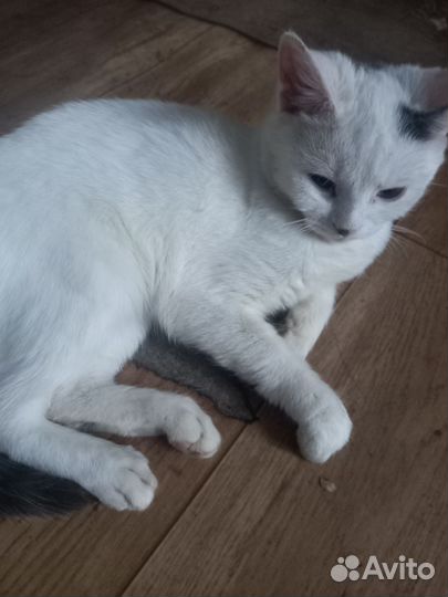 Котята 4 месяца