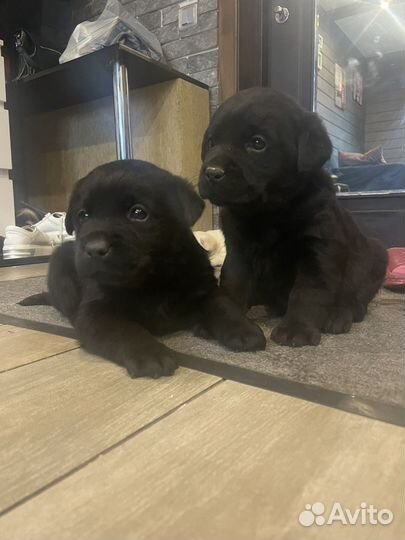 Лабрадор щенки