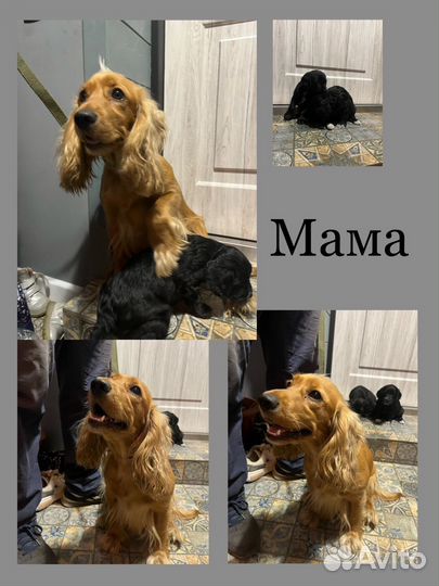 Щенки в добрые руки