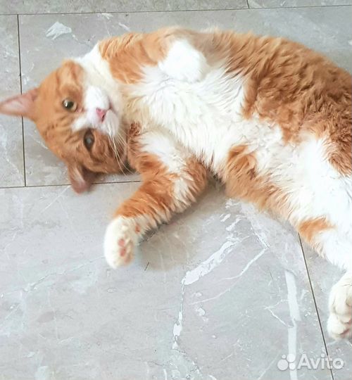 Рыжий котик Данко