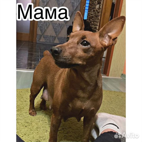 Цвергпинчер