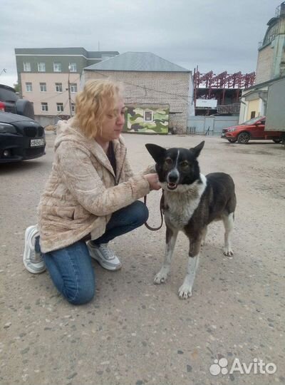 Аделька, стерилизована