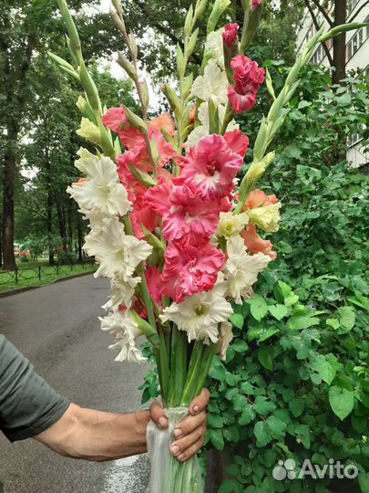 Гладиолусы, Букеты, свежайшая срезка