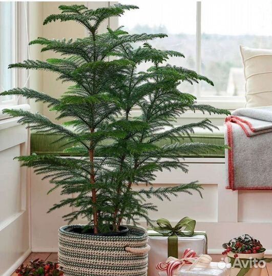 Араукария семена