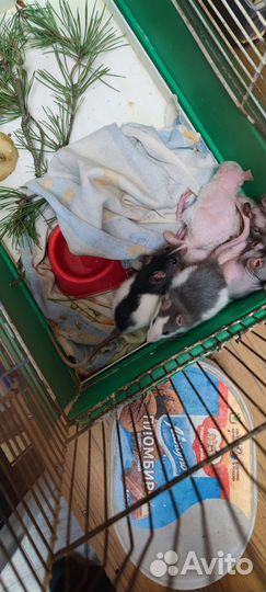 Лысые крысы сфинкс, хаски