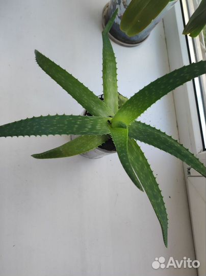 Растение алоэ вера