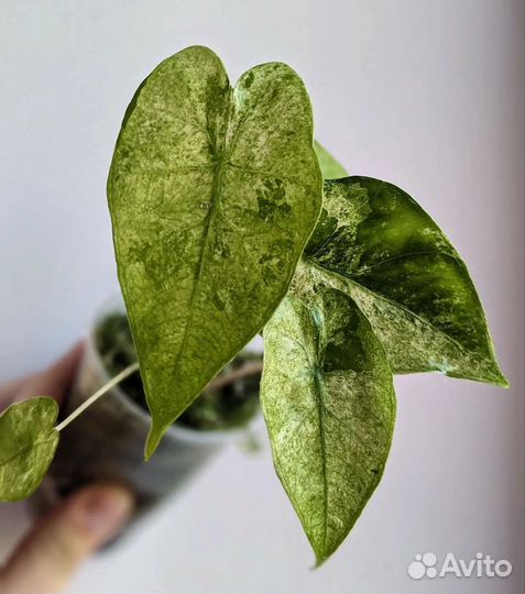 Alocasia fornicata marble variegated