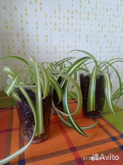 Комнатные цветы