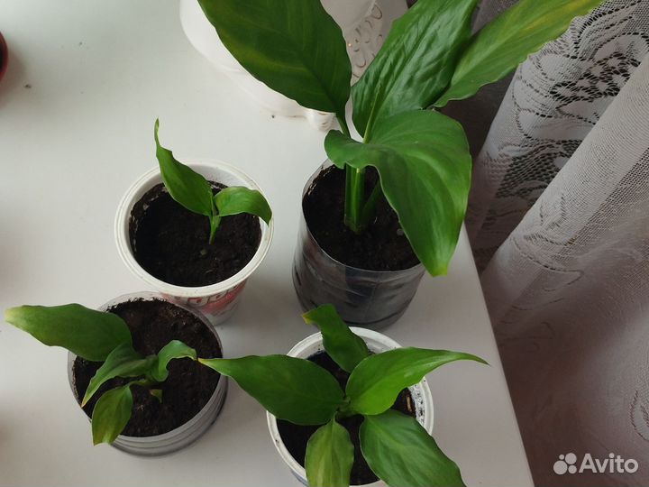 Спатифиллум