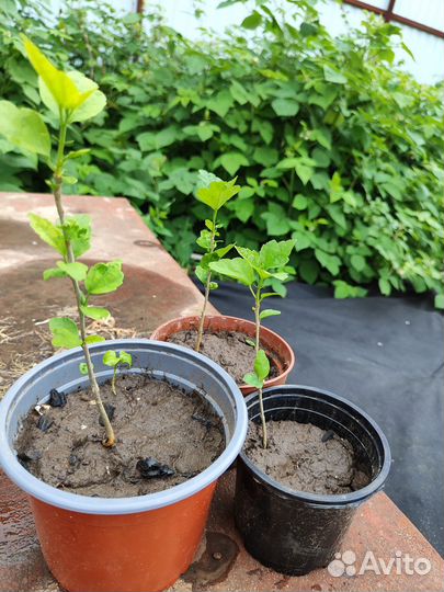 Гибискус древовидный