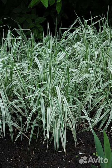 Фалярис (или Канареечник). Хоста обычная