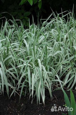 Фалярис (или Канареечник). Хоста обычная