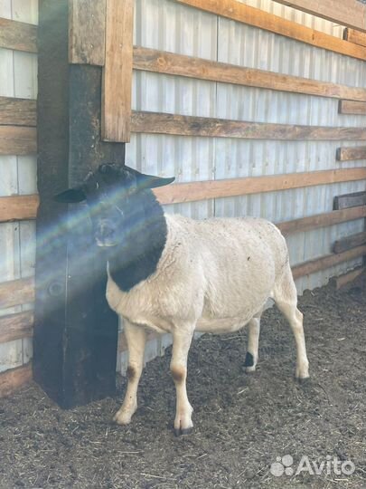 Дорпер производитель