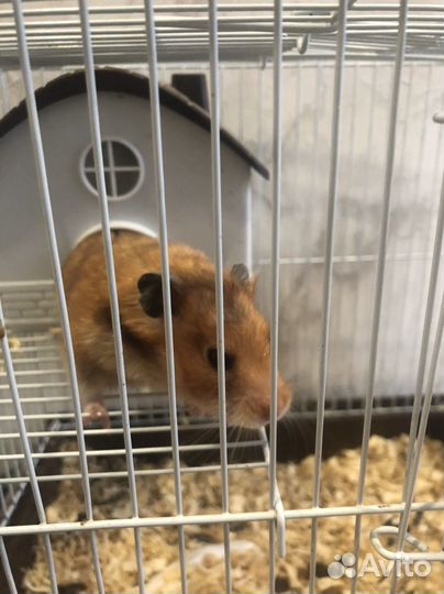 Сирийский хомяк с клеткой