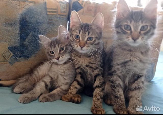 Кошки бесплатно